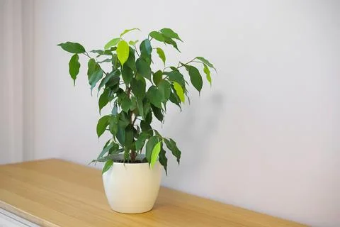 Green ficus in a pot on the table Stock Photos
