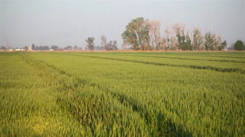 Green Field 03 HD Stock-Footage 37926530