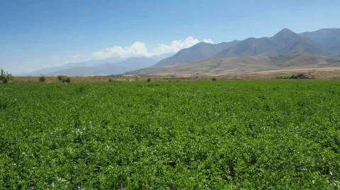 Green field 1 Video stock 854401