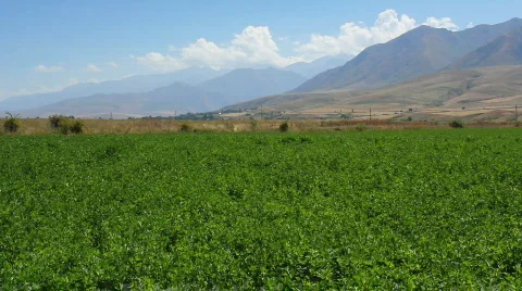 Green field 2 Video stock 854413