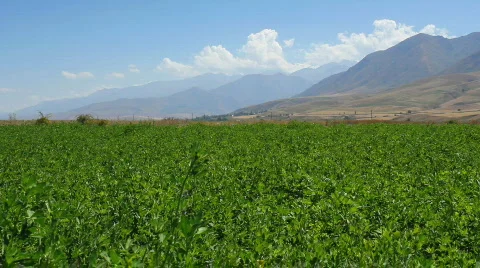 Green field 3 Stock Footage 854411