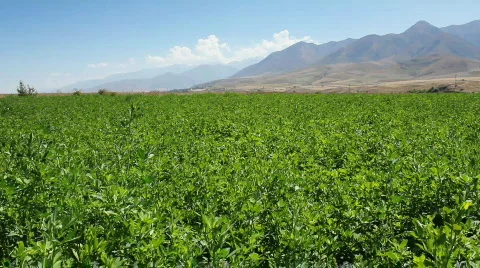 Green field 4 Stock Footage 854415