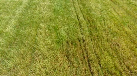 Green Field, 4K Clip Captured by Drone Cam Видео 62964747
