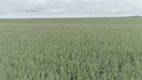 Green Field 4K Log 库存影片 230926096