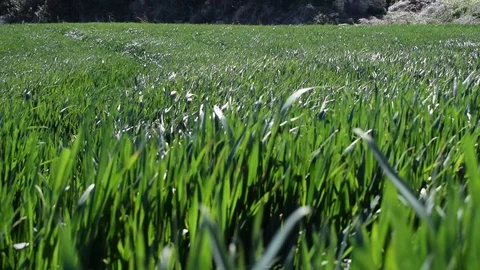 Green field with abstract waves formed by the wind Stock Footage 112626656