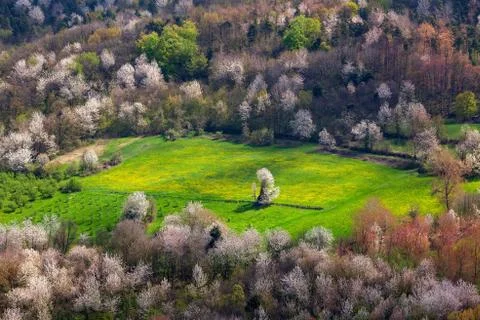 Green field among trees. Stock Photos