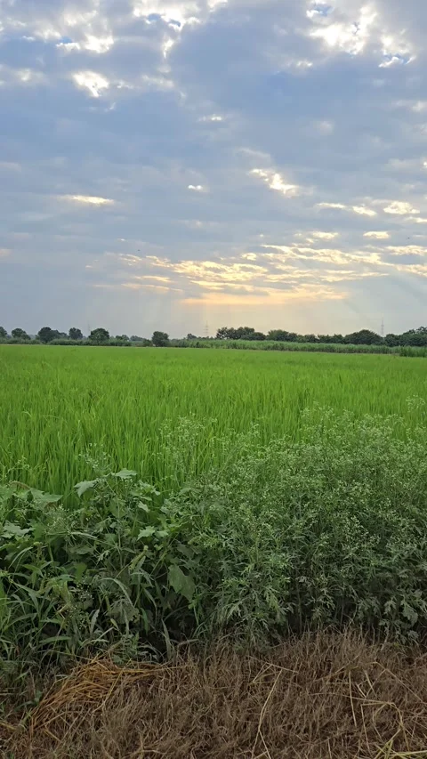 Green field and blue sky Video stock 321918522