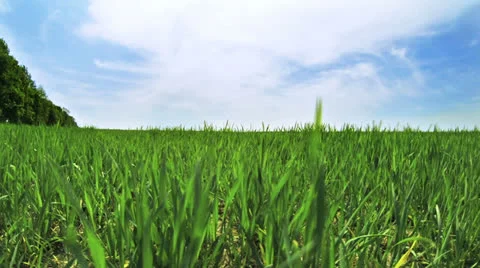 Green field and cloudscape time-lapse Stock Footage 23589609