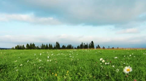 Green field and cloudy sky Stock Footage 11892061