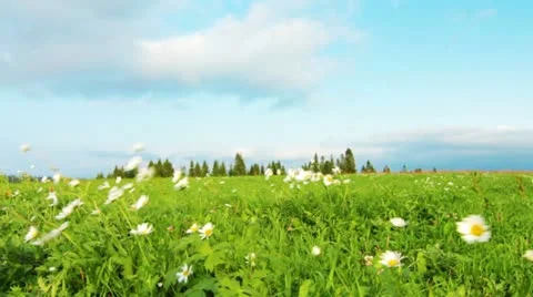 Green field and cloudy sky Stock Footage 11976363