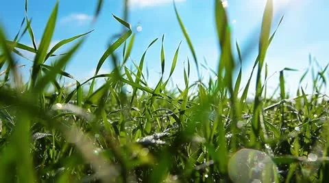 Green field and cloudy sky Stock Footage 12326692
