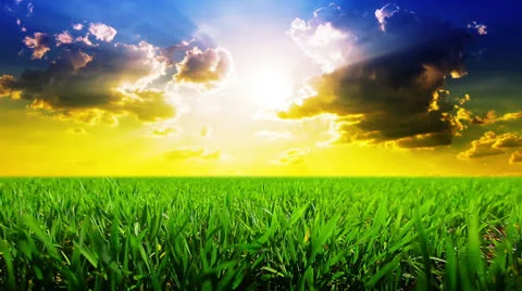 Green field and cloudy sky Stock Footage 23728830