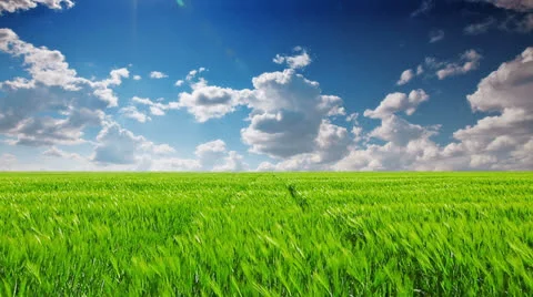 Green field and cloudy sky Stock Footage 24627895