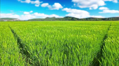Green field and cloudy sky Stock Footage 24628006