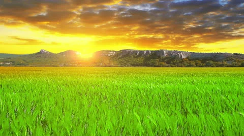 Green field and cloudy sky Stock Footage 24628094