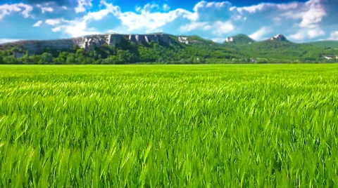 Green field and cloudy sky. 4K. FULL HD, 4096x2304. Stock Footage 37057157