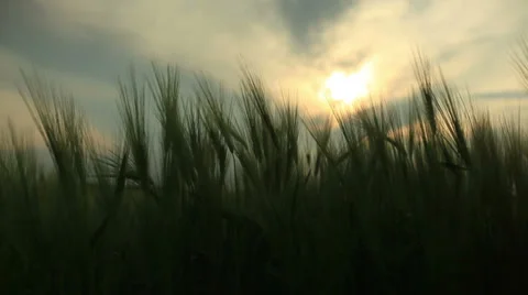 Green field and cloudy sky Stock Footage 37742738