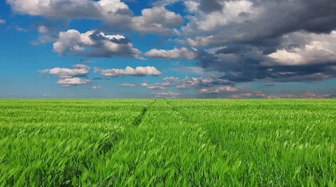 Green field and cloudy sky Stock Footage 47268924