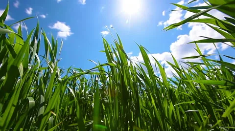 Green field and cloudy sky Stock Footage 50310885
