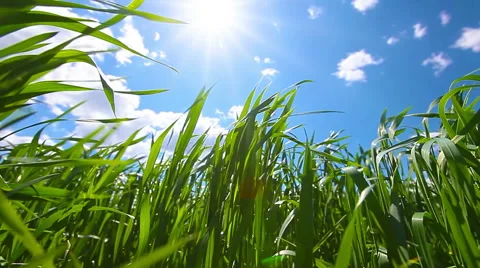 Green field and cloudy sky. slow motion. Stock Footage 51425432