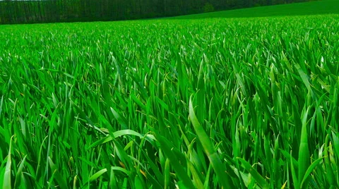 Green field and cloudy sky Video stock 63230295