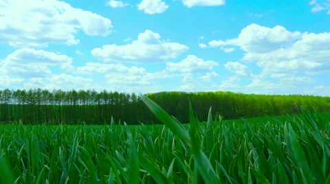 Green field and cloudy sky Stock Footage 63230376