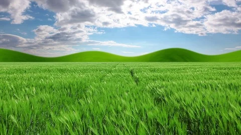 Green field and cloudy sky Stock Footage 80917274