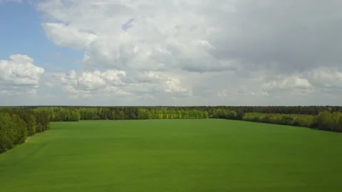 Green field and cloudy sky with a green forest on the horizon. Video stock 131311553