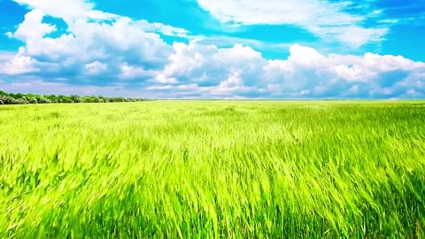 Green field and cloudy sky timelapse Stock Footage 150058543