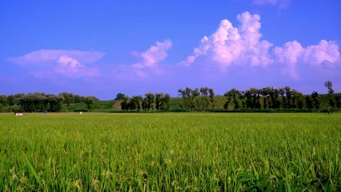 Green Field And Cloudy Sky. Beauty in nature 動画素材 152497551