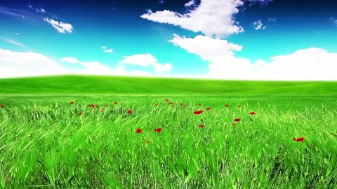Green field and cloudy sky Stock Footage 208799683