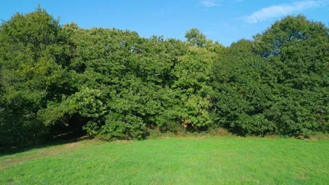 Green Field And Dense Forest In Summer - aerial sideways Stock Footage 255387809