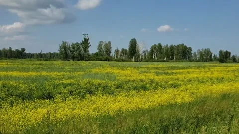 Green field and forest Stock Footage 311422658
