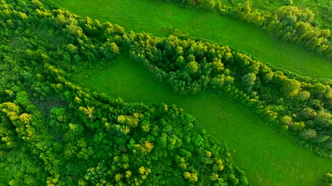 Green field and Forest with trees, view from the top. Stockbeeldmateriaal 201399725