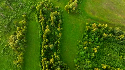 Green field and Forest with trees, view from the top. Vídeos de archivo 201399734