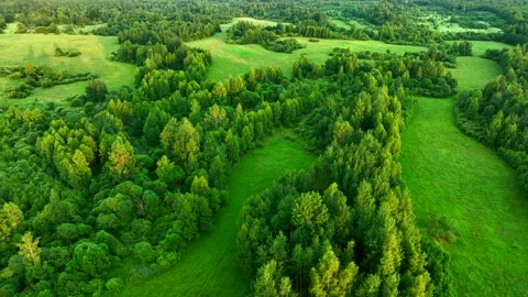 Green field and Forest with trees, view from the top. Vídeos de archivo 201399763