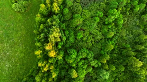 Green field and Forest with trees, view from the top. Video stock 201400496