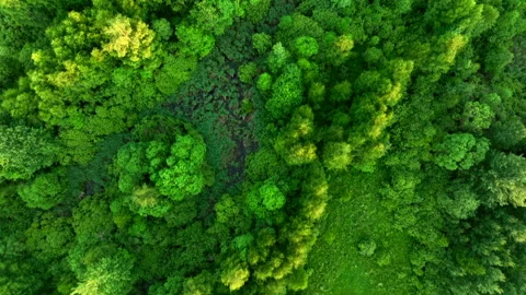Green field and Forest with trees, view from the top. Stockbeeldmateriaal 201400515