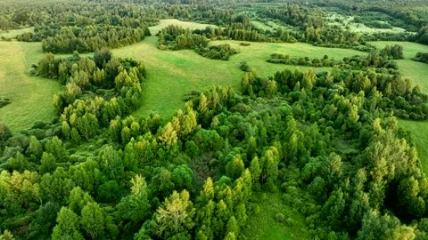 Green field and Forest with trees, view from the top. Video stock 201400648