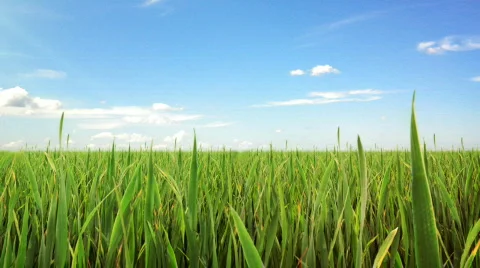 Green field and sky blue with white cloud. loopable Stock Footage