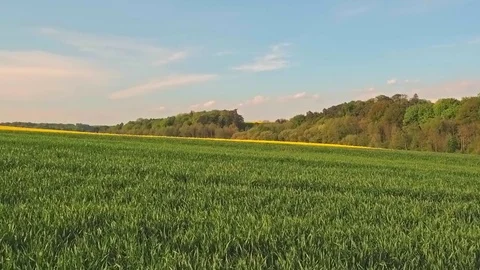 Green field and sky with clouds at sunset summer landscape Stock Footage 76049929