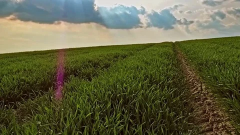 Green field and sky with clouds at sunset summer landscape Stock Footage 76050693