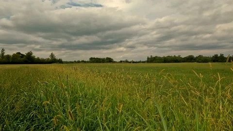 Green field and sky Stock Footage 212656932