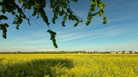 Green field and tree Stock Footage 263556434