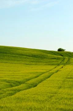 Green field and tree Stock Photos
