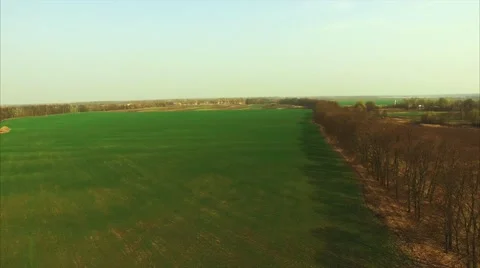 Green Field and Trees Stock Footage 62655983