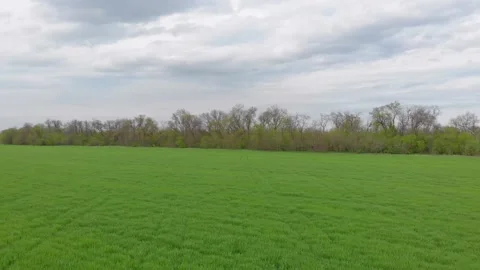 Green Field And Trees Stock Footage 154402921