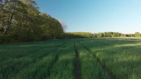 Green field and trees from the sky 스톡 동영상 130664653