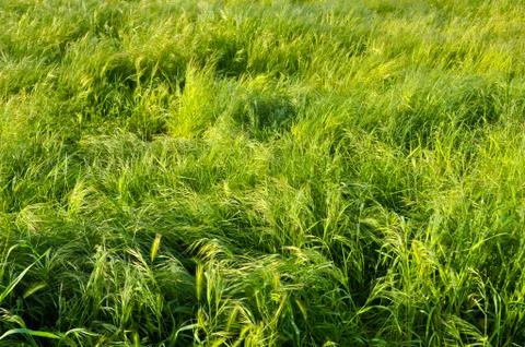 Green field background Foto stock