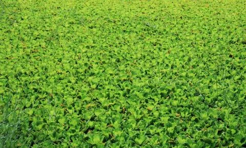 Green field background Stock Photos